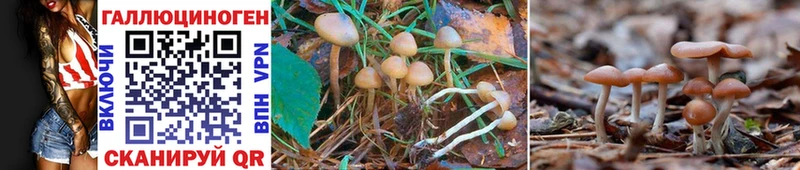 как найти Кувшиново Галлюциногенные грибы Cubensis